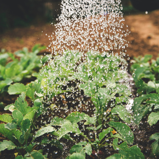 watering can pouring out water onto veggie garden below