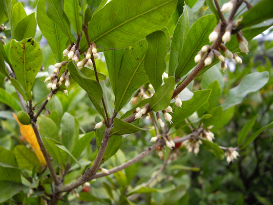 Miracle Fruit Science Talk