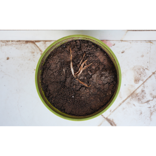 dead plant in planter