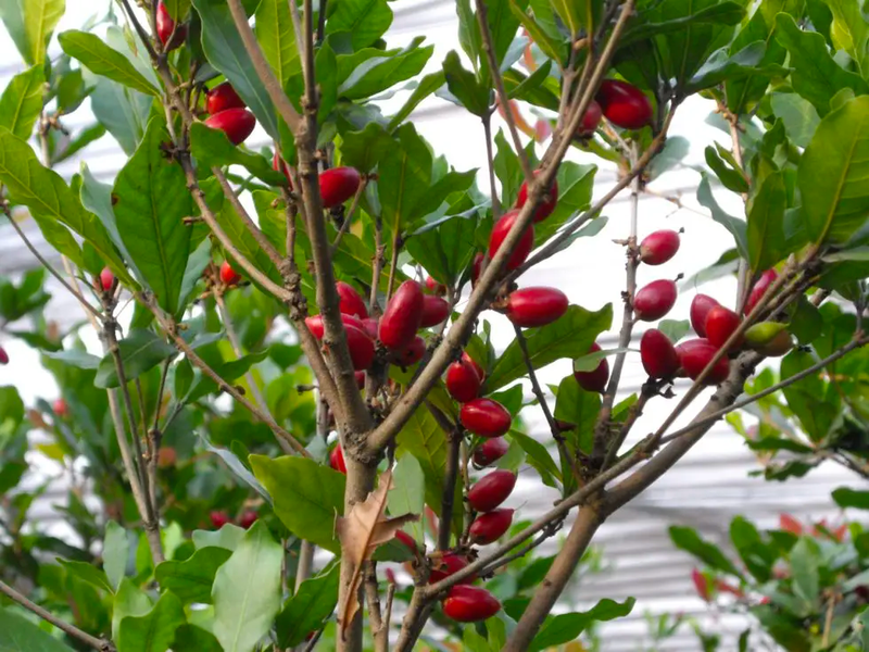 Miracle berry tree with miracle fruit