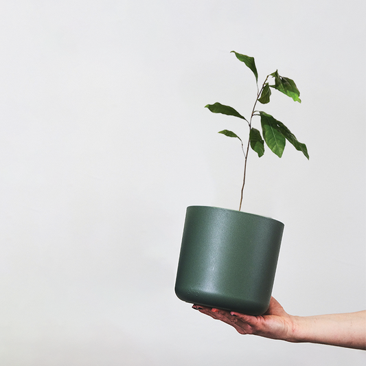 Miracle berry plant in a green pot with a hand holding it up