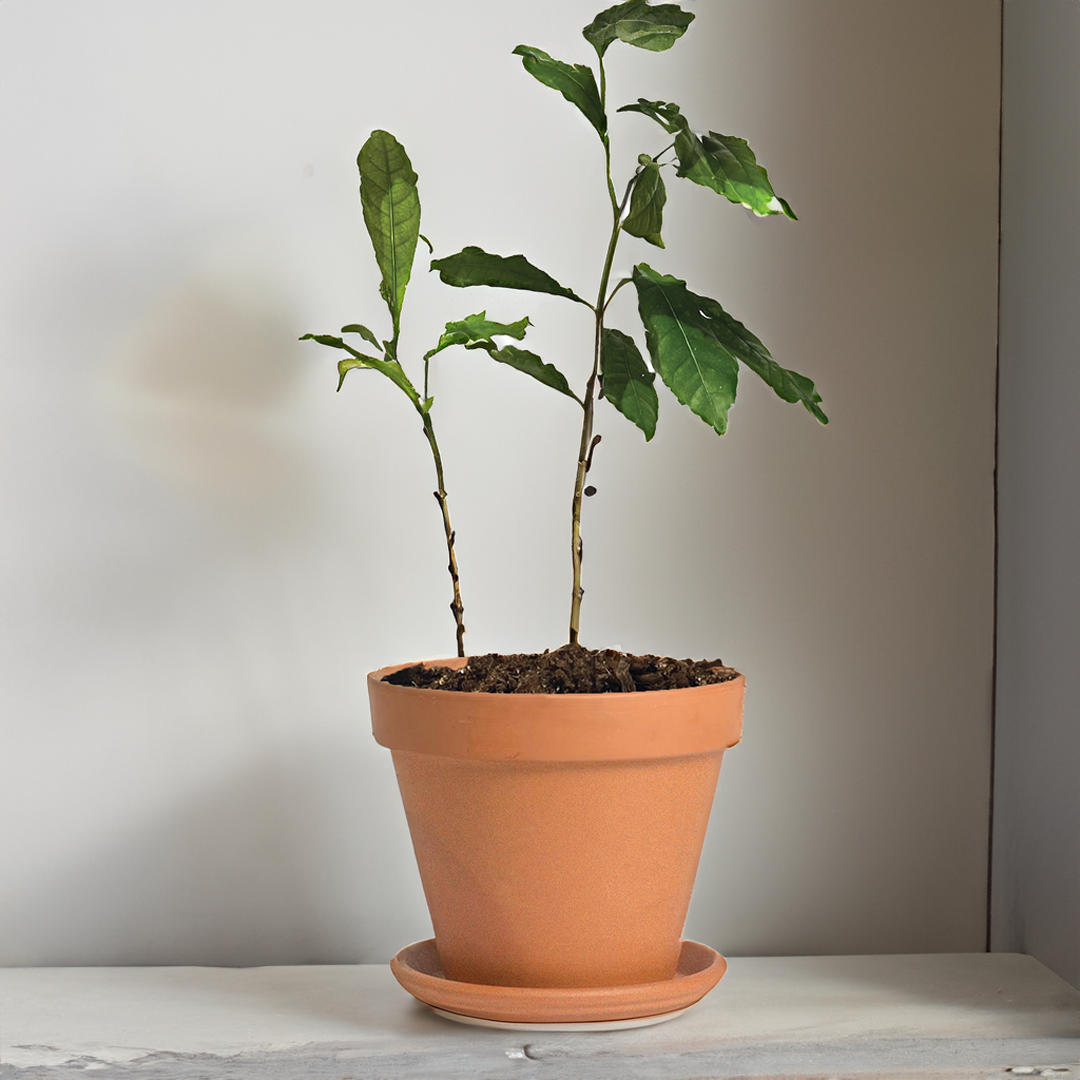 Miracle Fruit Tree in terracotta pot in home against beige wall with shadows going to the left.