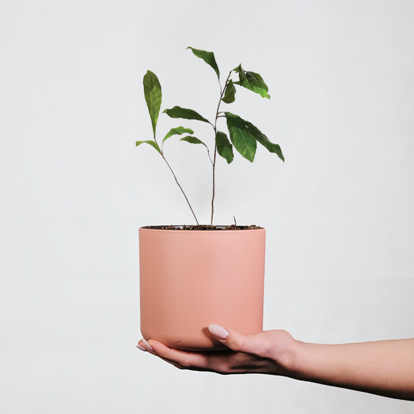 miracle berry plant in pink pot with hand holding it up
