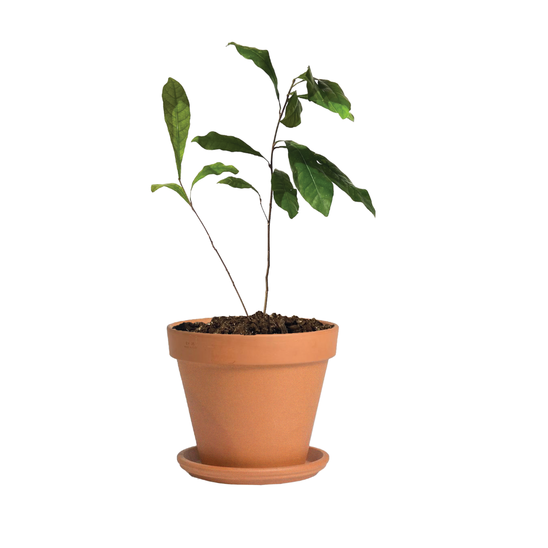 miracle berry plant in pot