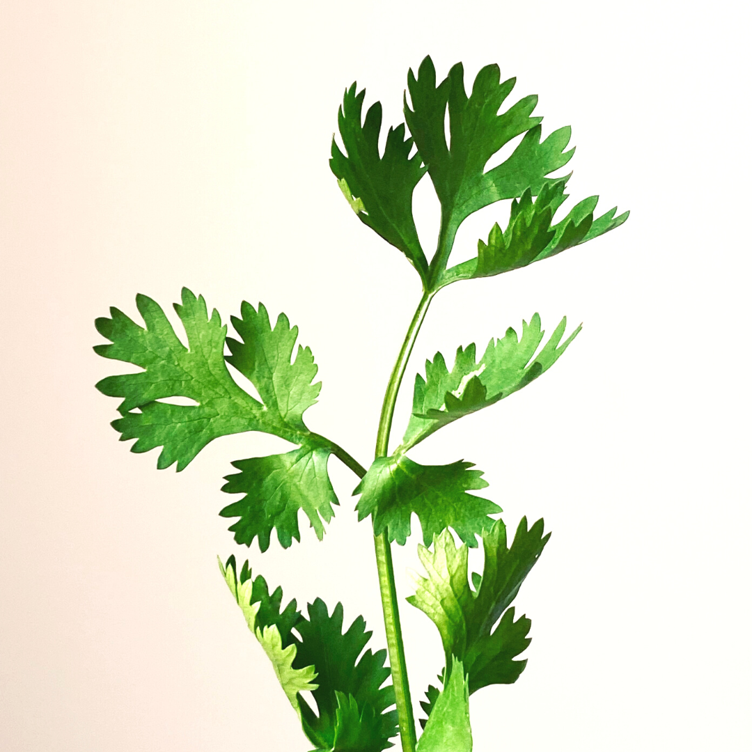 cilantro on a orange and white ombre background to show the genetic changes in the taste of cilantro