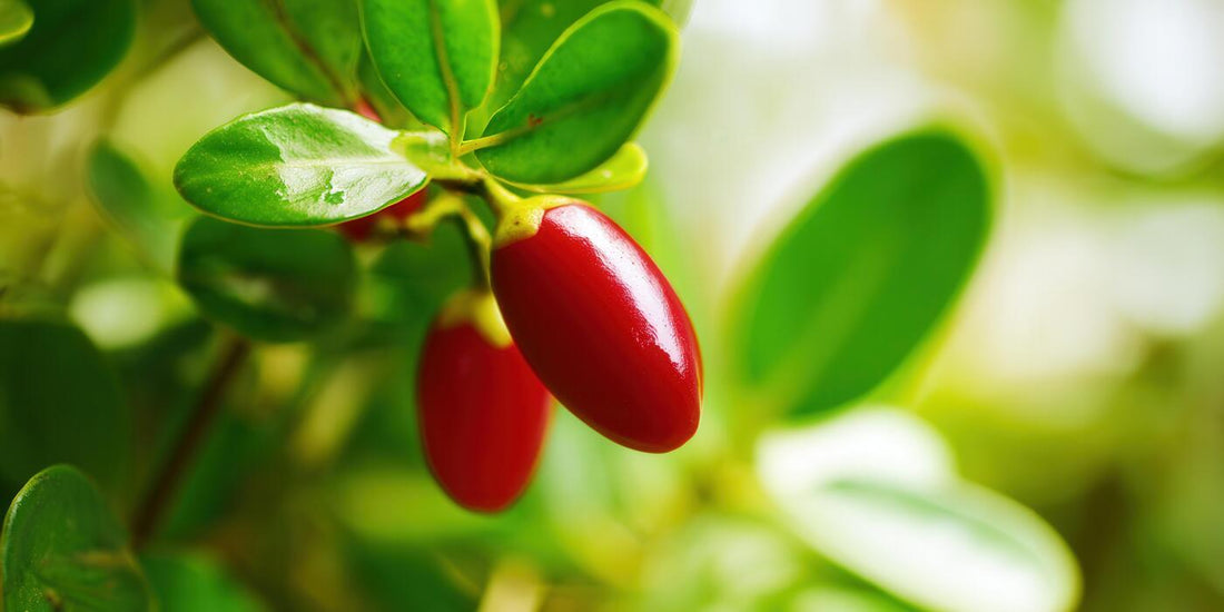 Chef’s Guide to Flavor Tripping: The Acid Pairing Rules (and Why They Work)