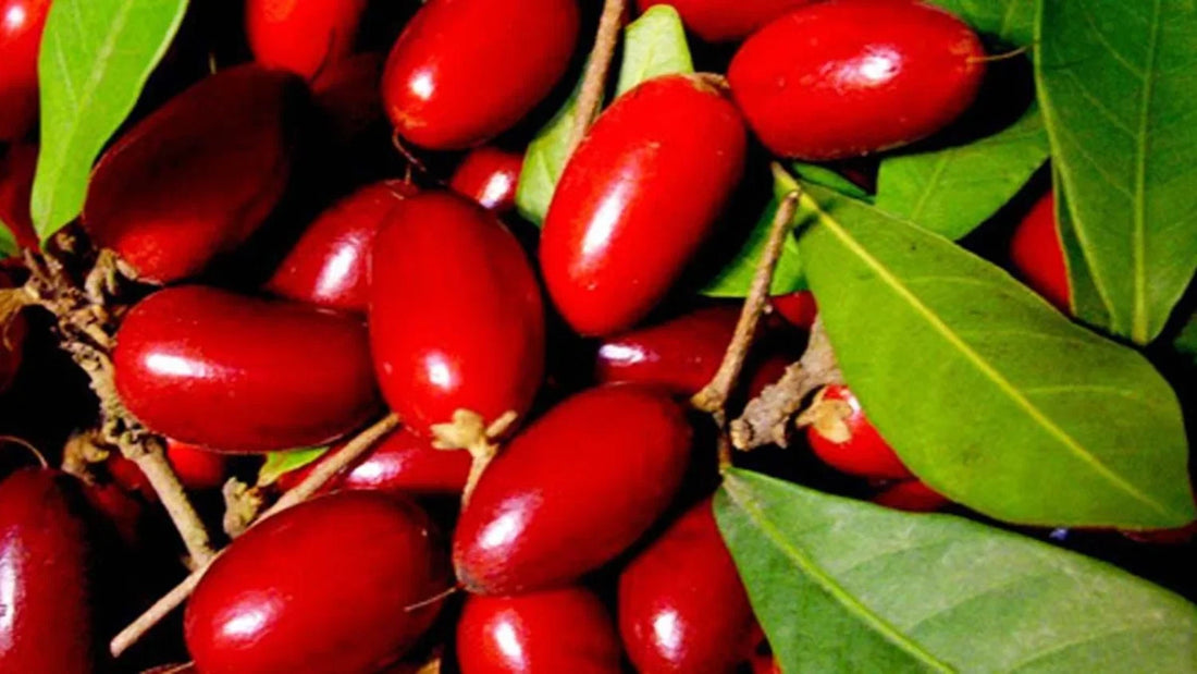 Bitter Foods Playbook: How to Enjoy Bitter Foods with Miracle Berry
