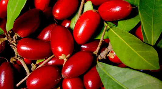 a bunch of red miracle berry with leaves 