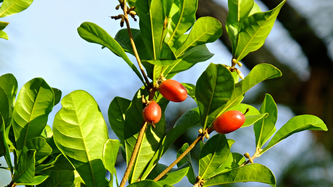 5 Surprising Health Benefits of Miracle Berries