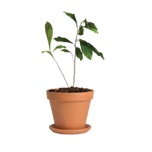 Load image into Gallery viewer, miracle berry plant in pot
