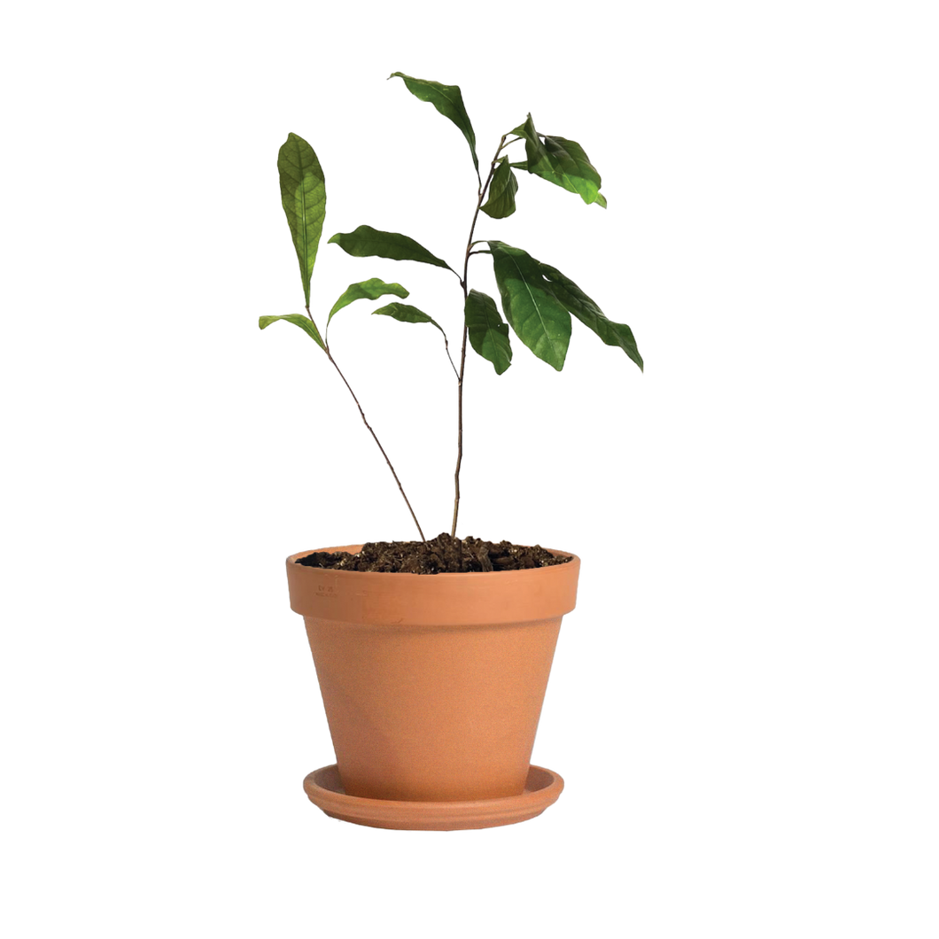 miracle berry plant in pot